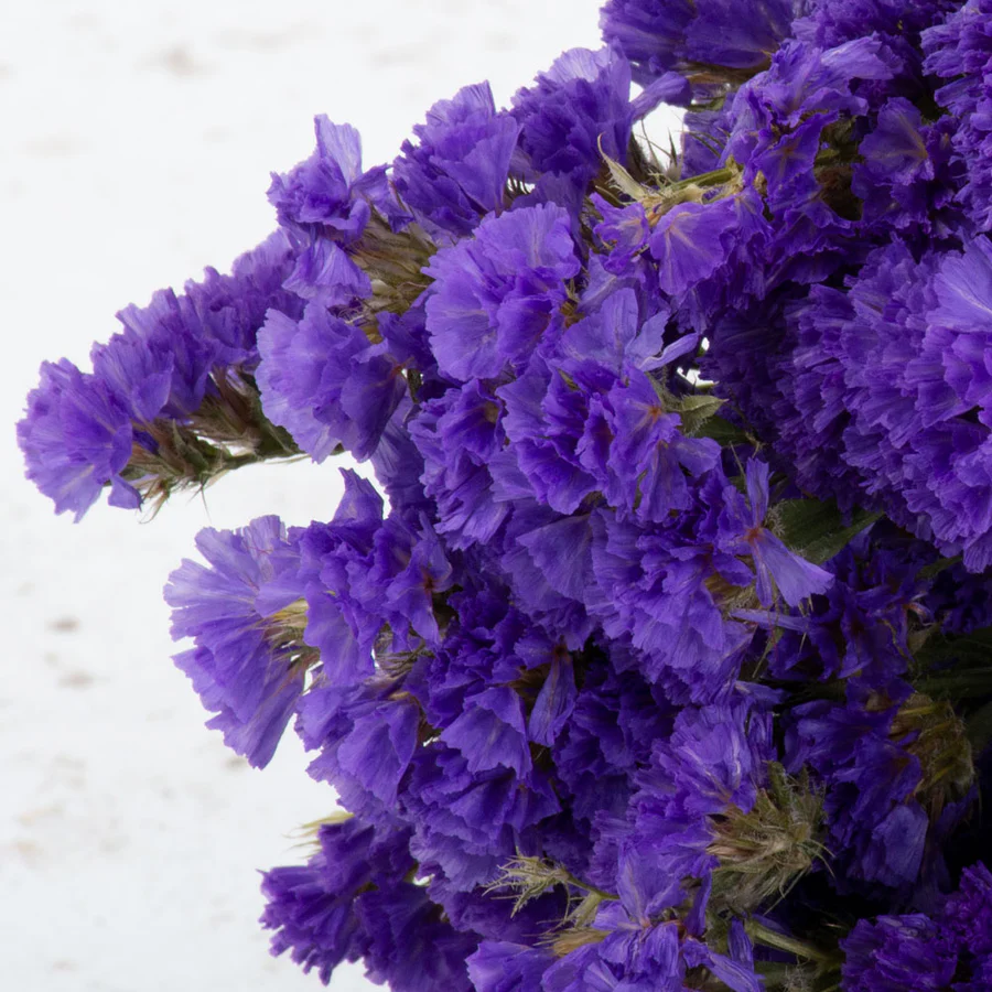 Lilla statice tørrede blomster