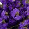 tørret blomster statice lilla