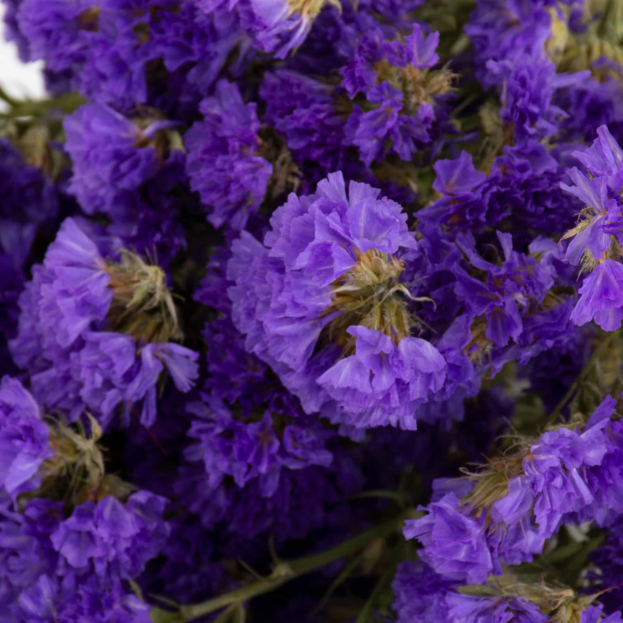 tørret blomster statice lilla