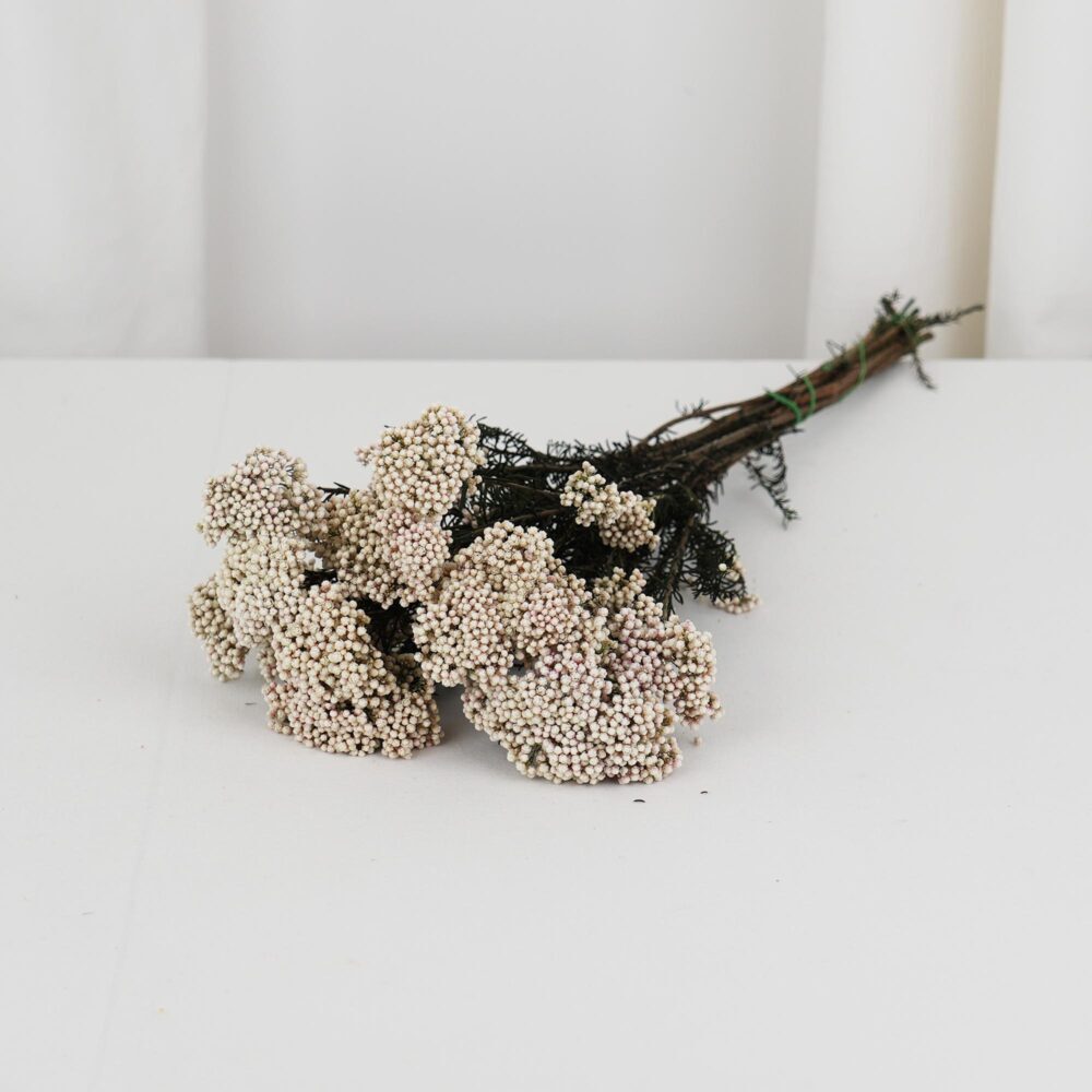 Diosmi Risblomma Vit - Långtidshållbar risblomsbukett