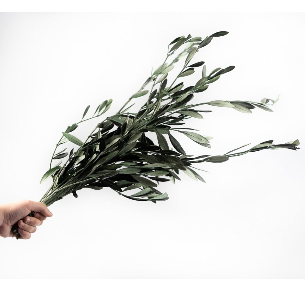 Langtidsholdbare Oliven grene