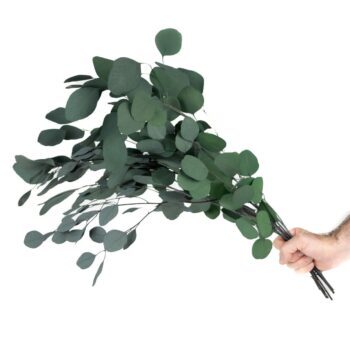 langtidsholdbare Eucalyptus grene populus grøn