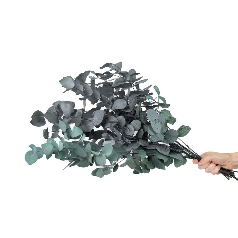 Eucalyptus grene Cinerea grøn