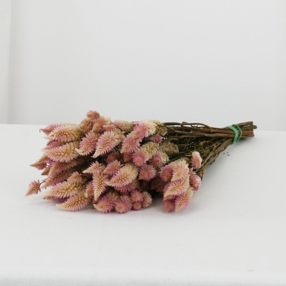 Torkad naturlig fjädervippa i vit och mjuk rosa - 80g Torkade blommor bunt