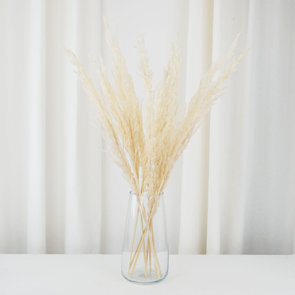 Stora vita torkade pampasgräs - 80 cm långa för stora vaser/golvvaser